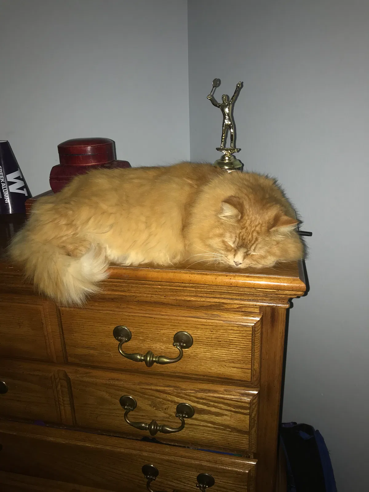 Lost cat in Seattle, WA, 98177