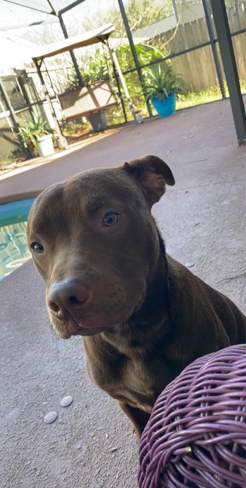 Lost dog in Clermont, FL, 34714