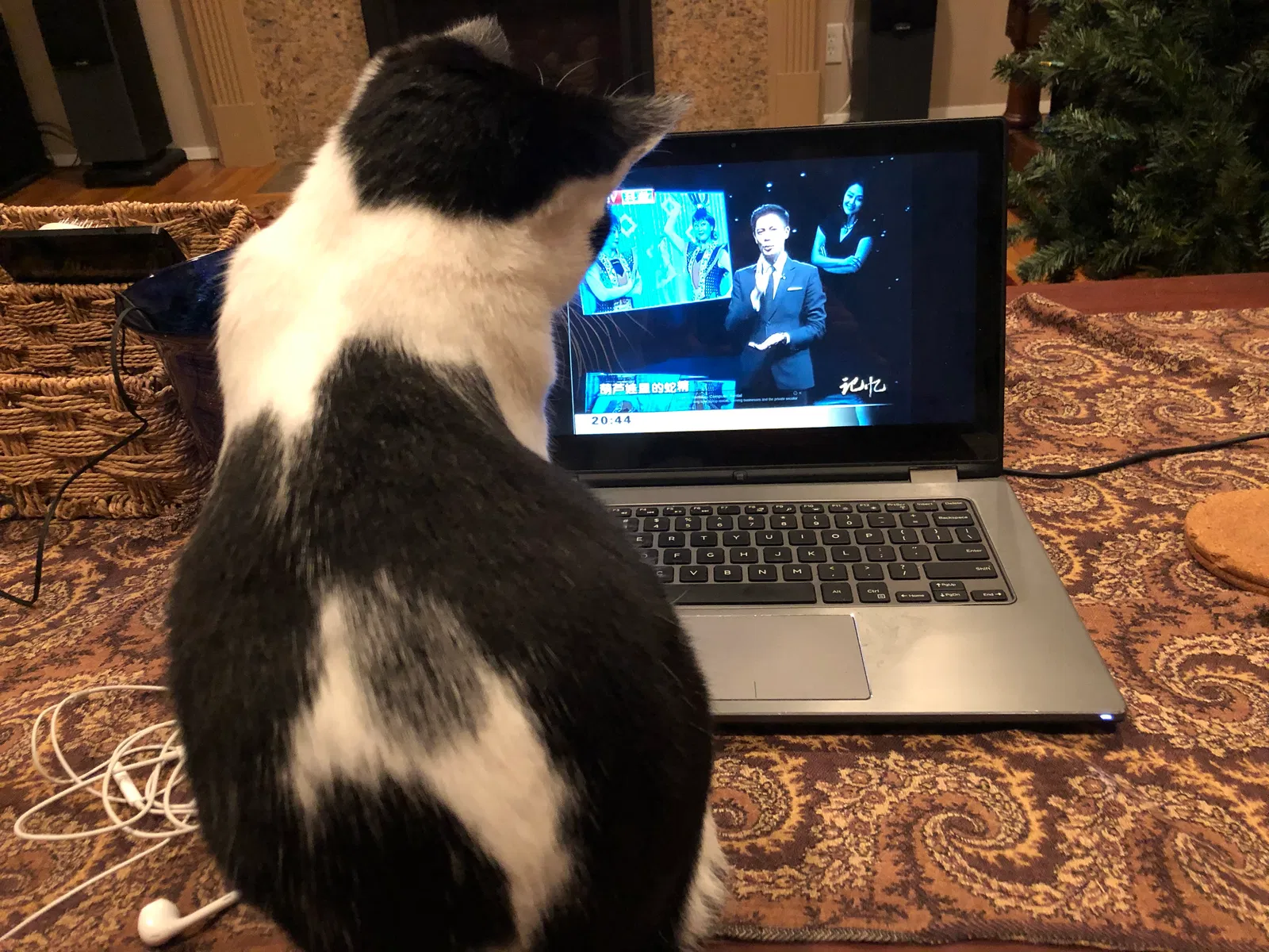 Lost cat in Bellevue, WA, 98008