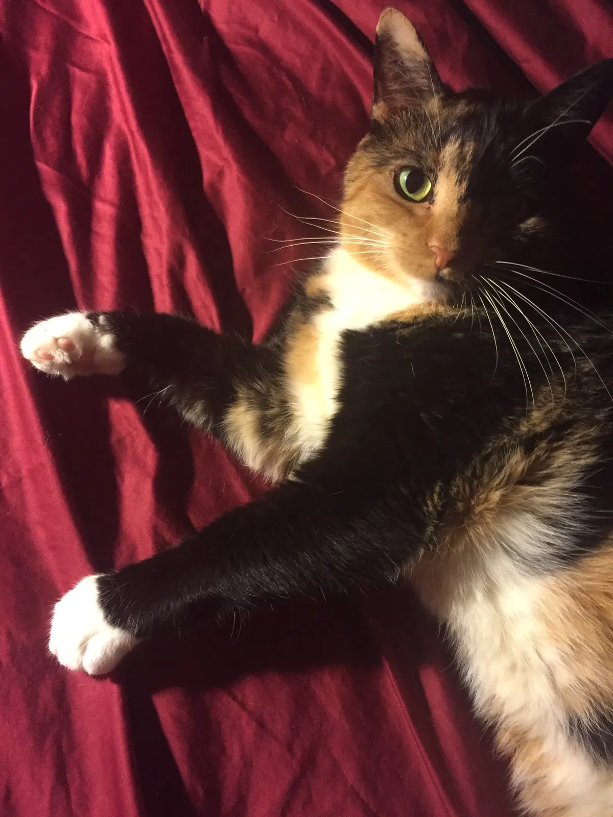 Lost cat in Greensboro, NC, 27410