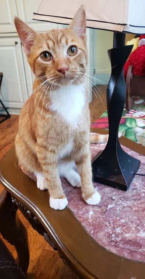 Lost cat in Lafayette, LA, 70508