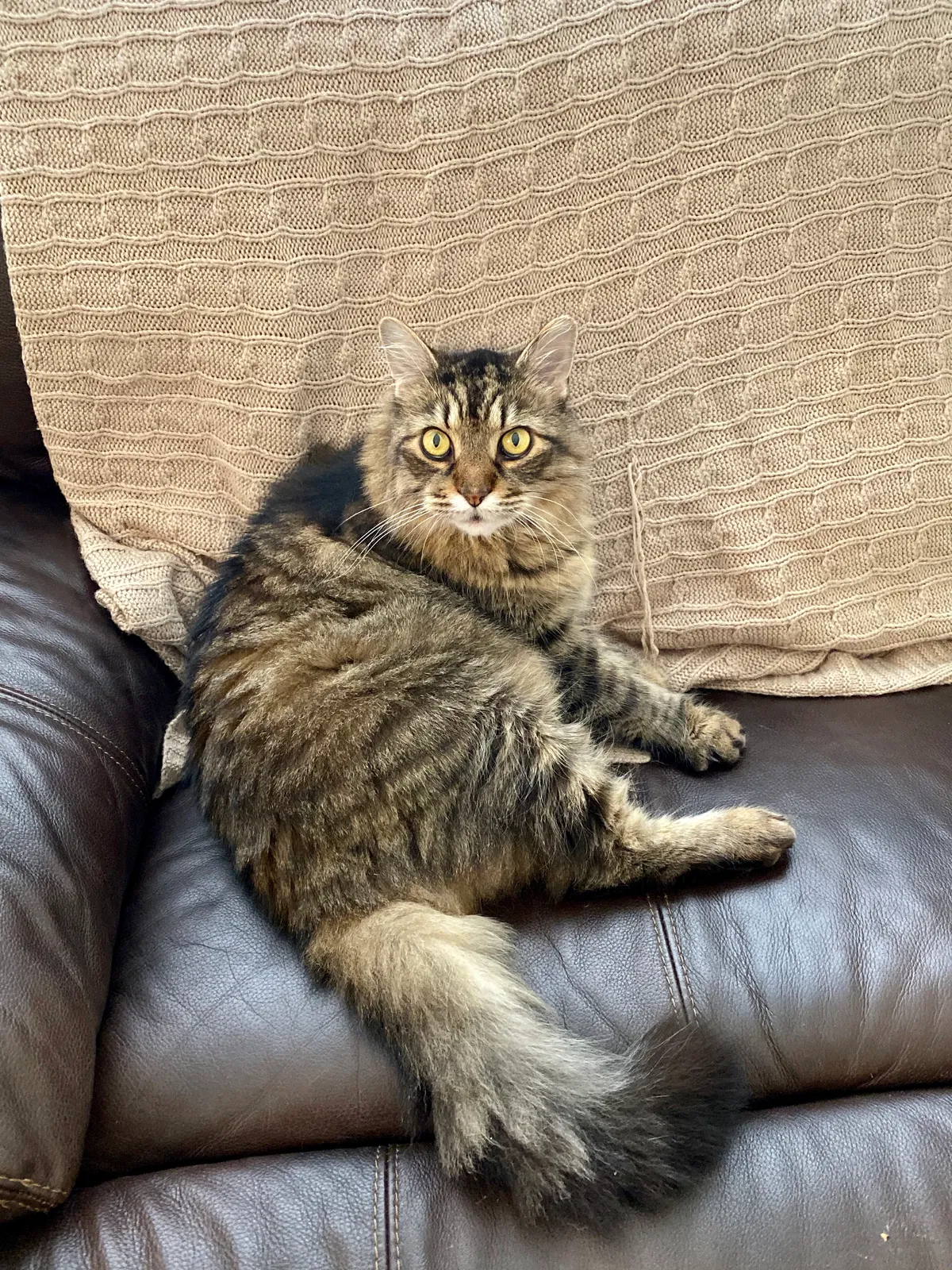 Lost cat in Saint Petersburg, FL, 33713