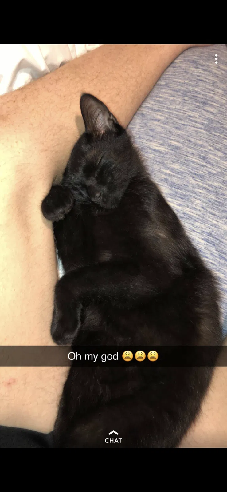 Lost cat in Birmingham, AL, 35244