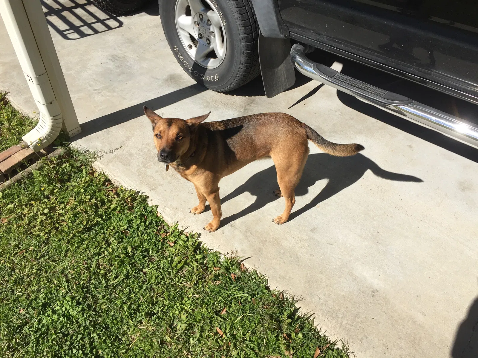 Lost dog in Port Allen, LA, 70767