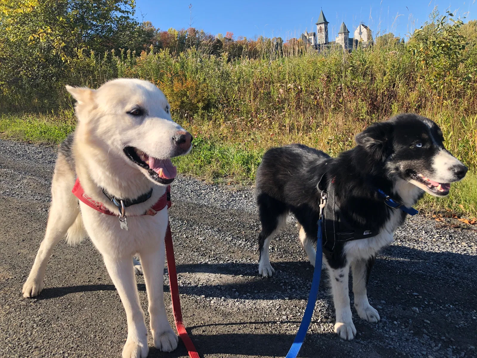 Lost dog in Schenectady, NY, 12345