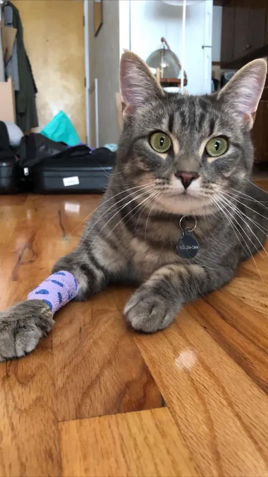 Lost cat in Seattle, WA, 98103