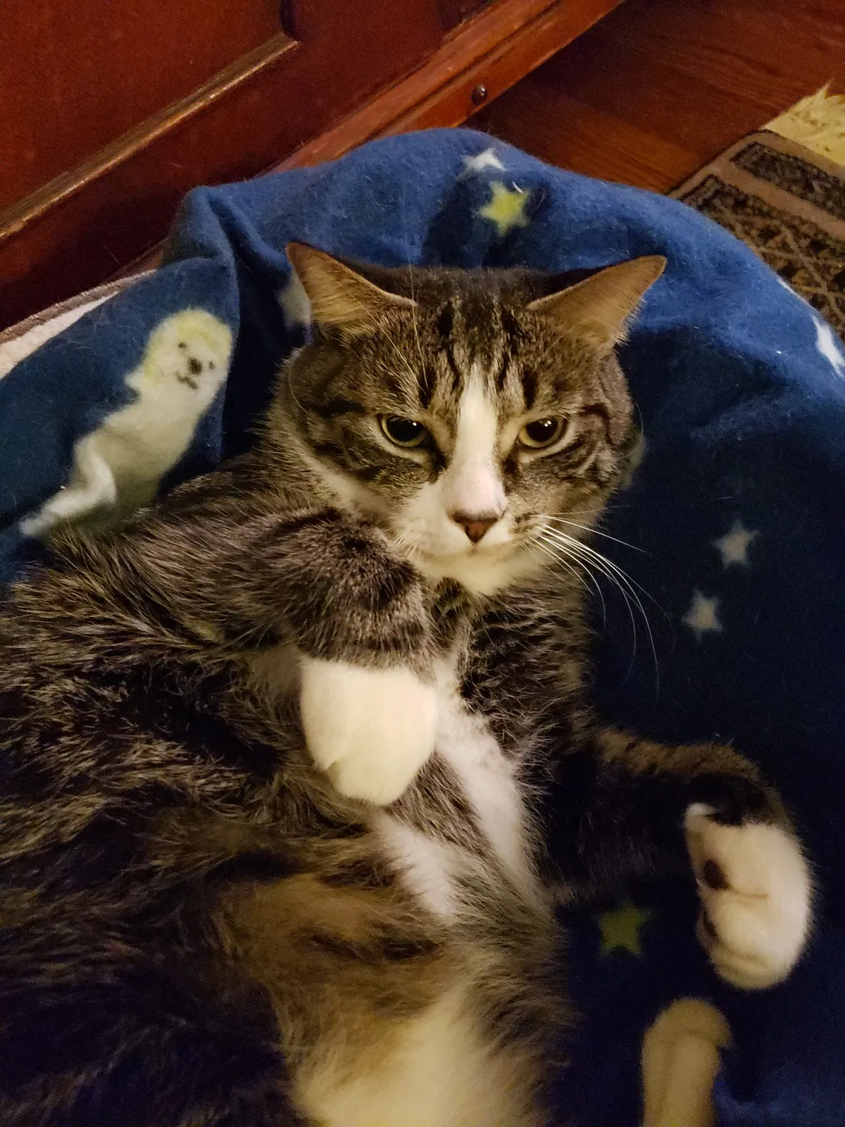 Lost cat in Charlotte, NC, 28211