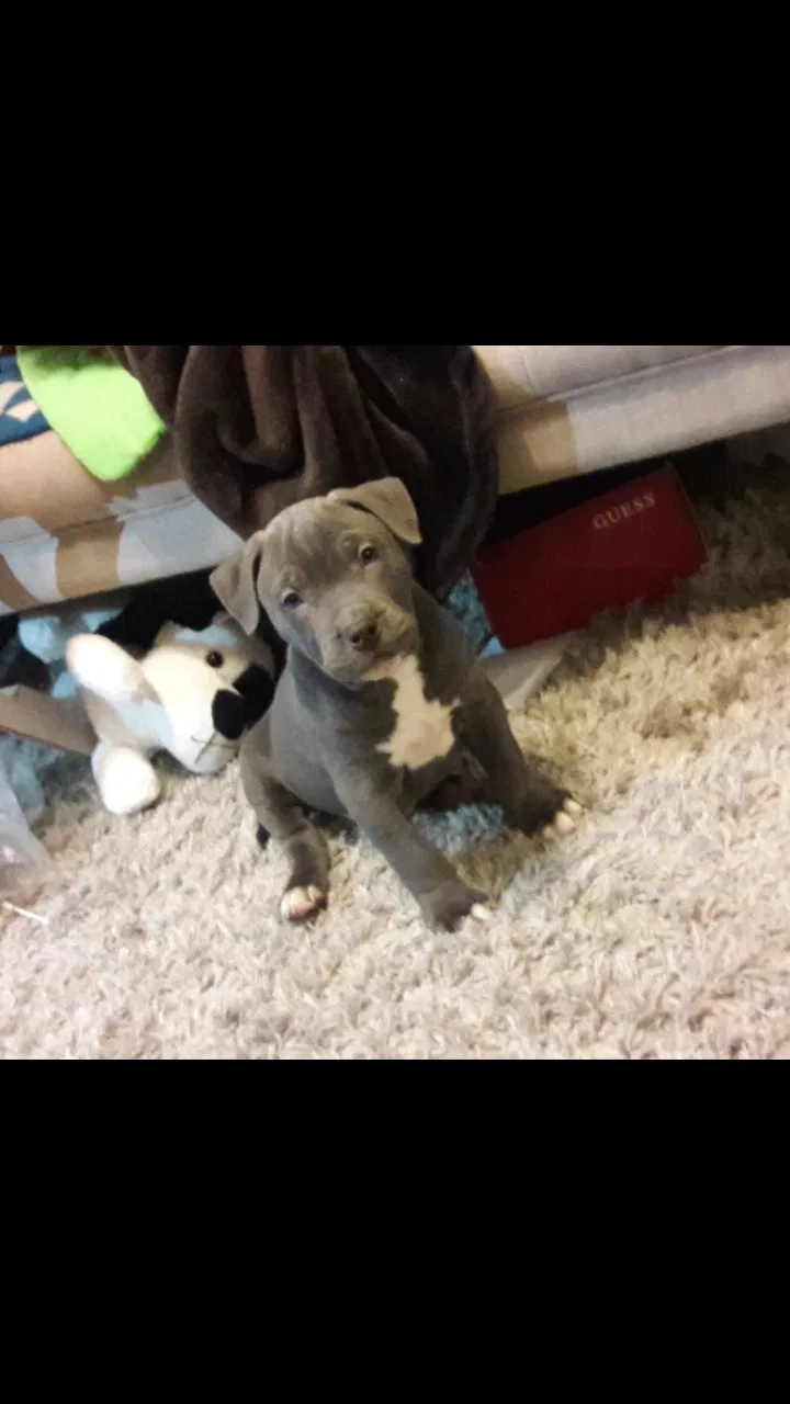 Lost dog in Pomona, CA, 91766