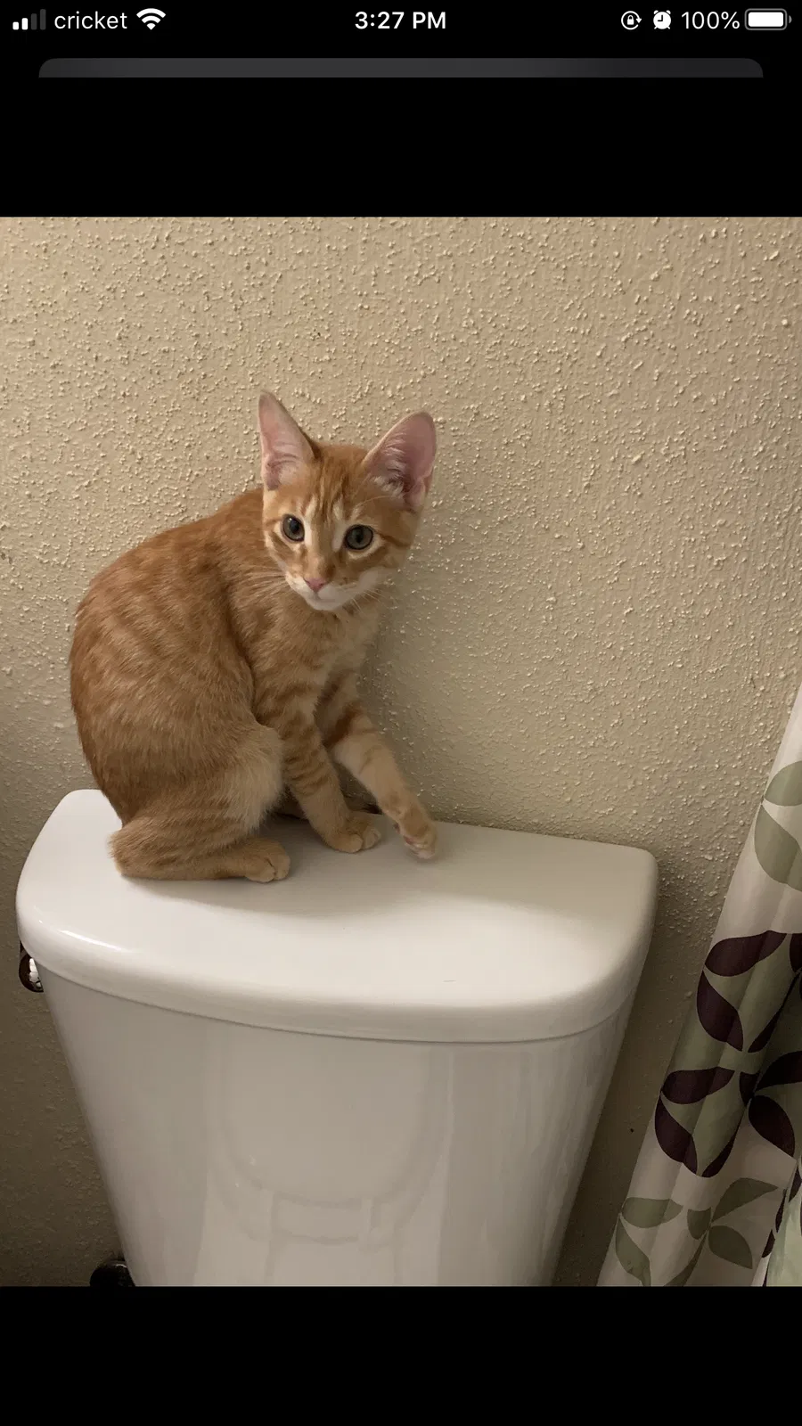 Lost cat in Phoenix, AZ, 85053