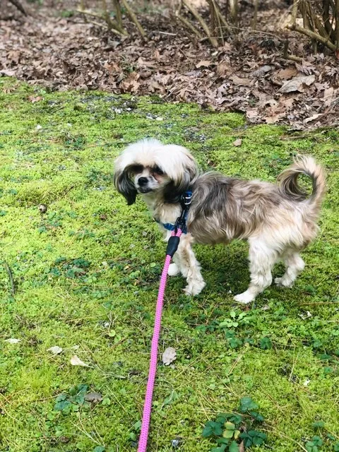 Lost dog in Carrollton, TX, 75007