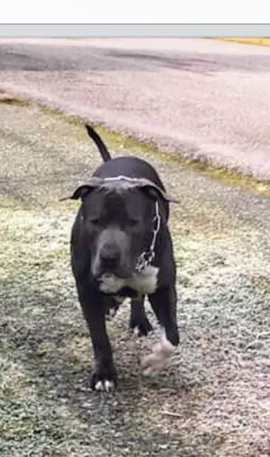 Lost dog in Enumclaw, WA, 98022