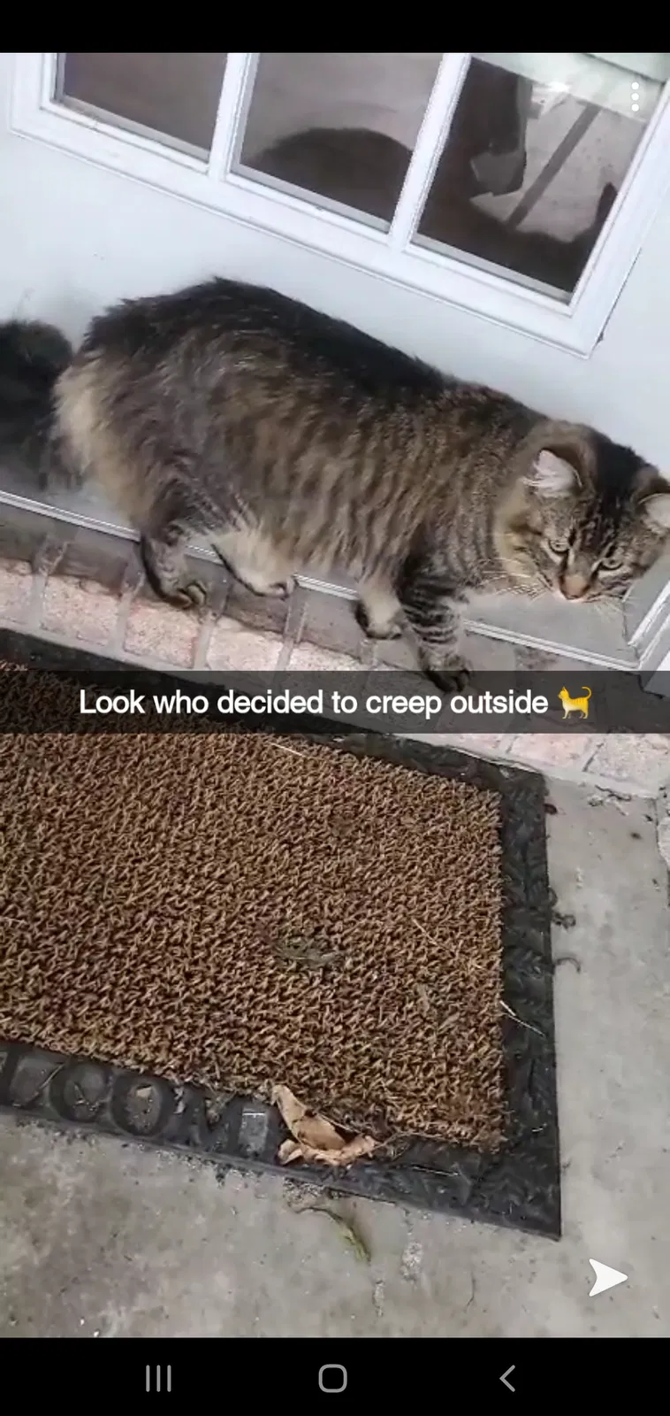 Lost cat in Lafayette, LA, 70501