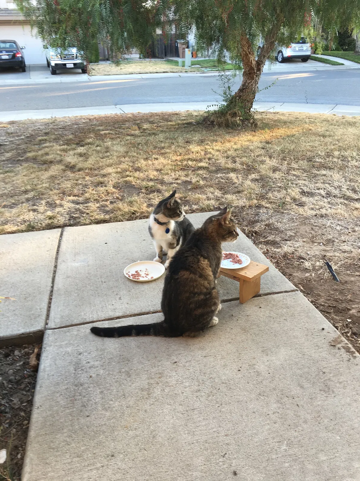 Lost cat in Elk Grove, CA, 95624