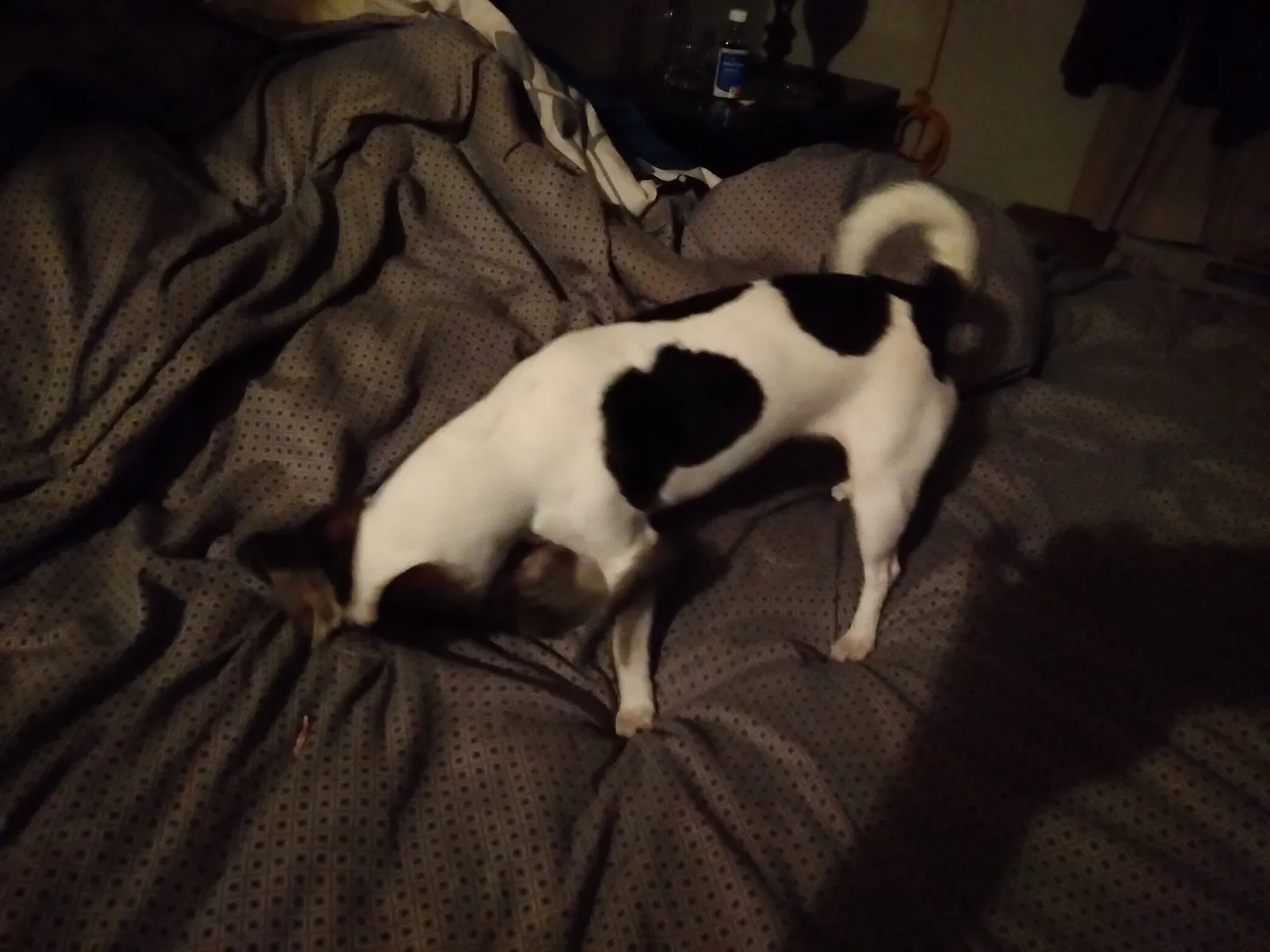 Lost dog in Wichita, KS, 67204