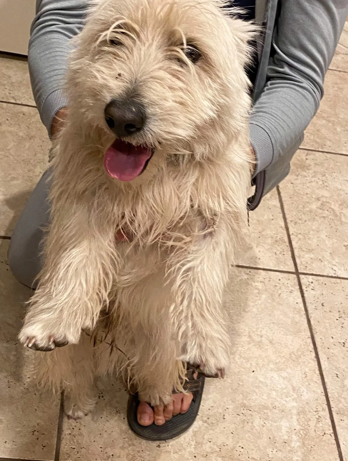 Lost dog in El Paso, TX, 79932