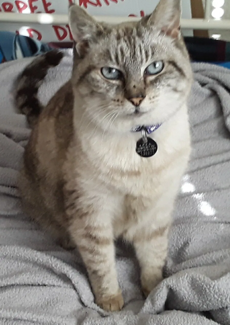 Lost cat in Marina, CA, 93933