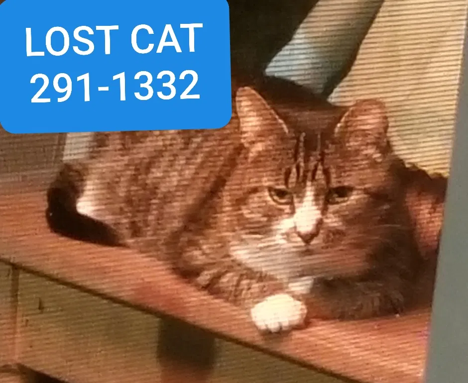 Lost cat in Cincinnati, OH, 45246