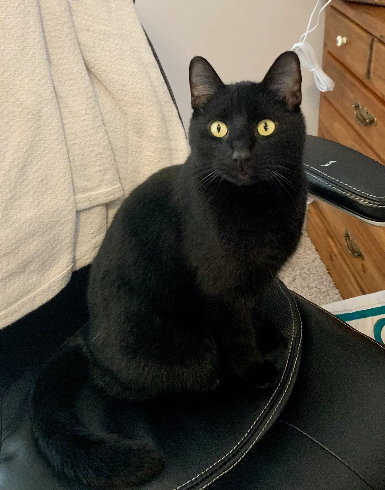 Lost cat in Trussville, AL, 35173