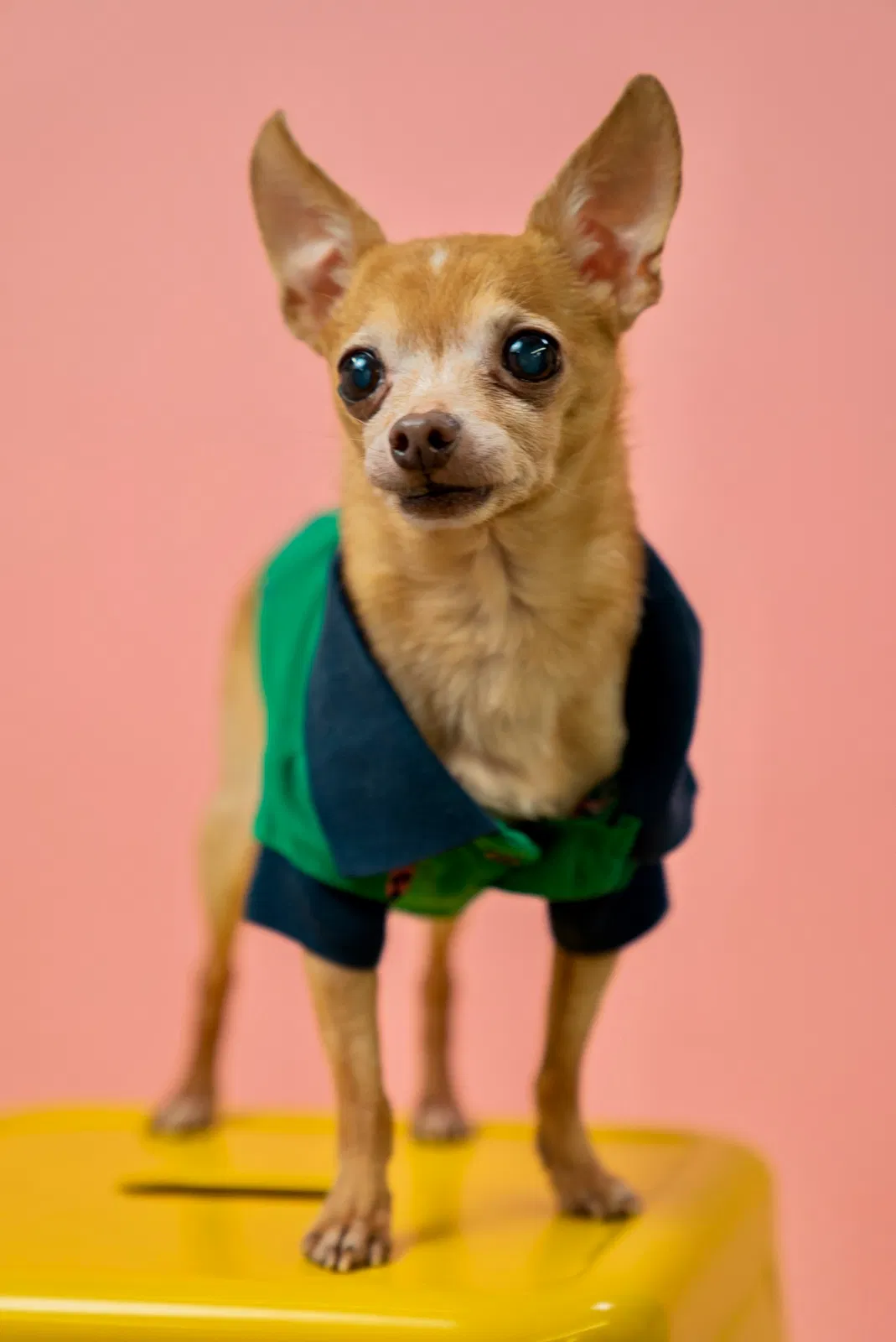 Lost dog in Pinole, CA, 94564