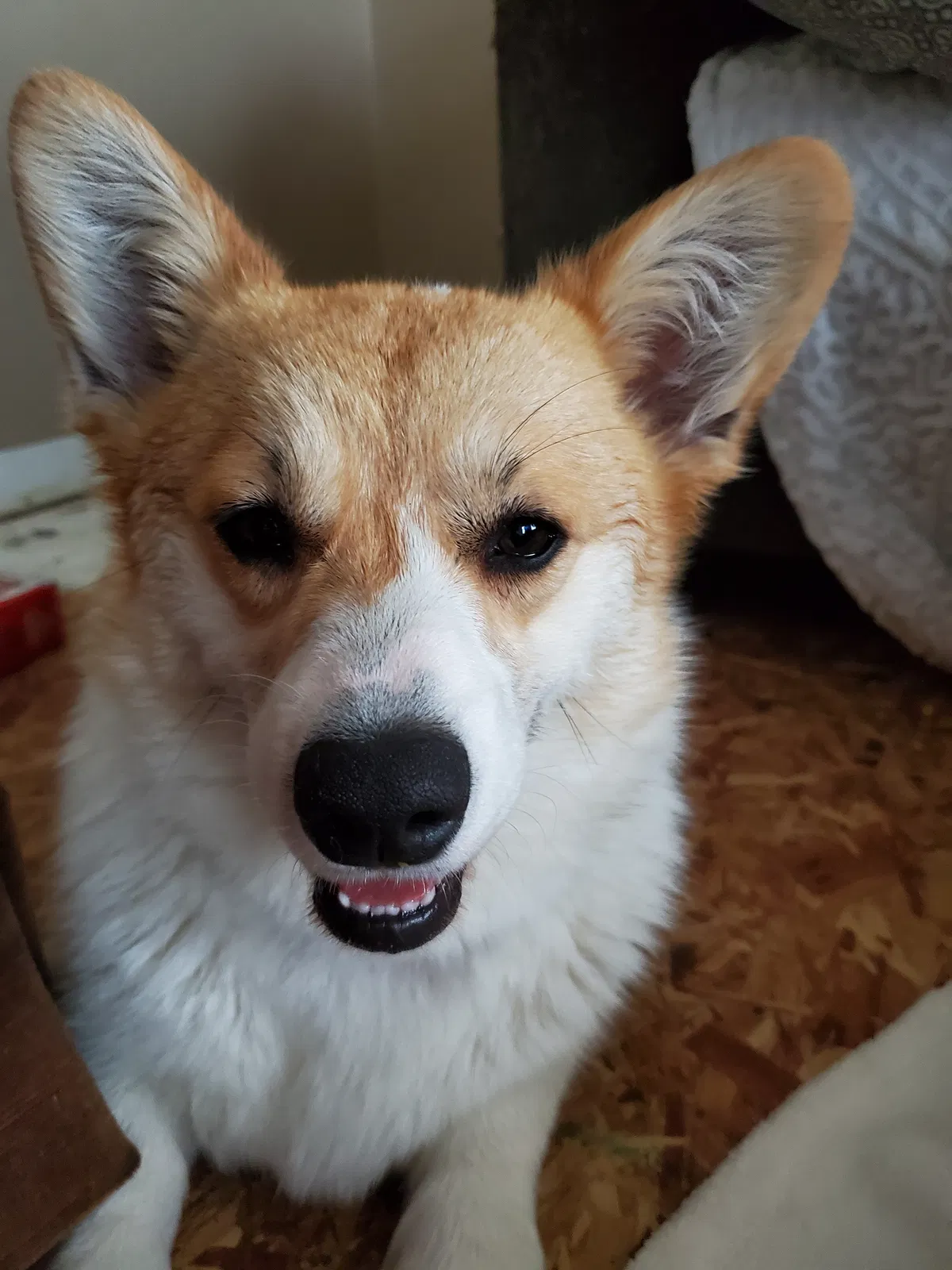Lost dog in Grand Prairie, TX, 75051