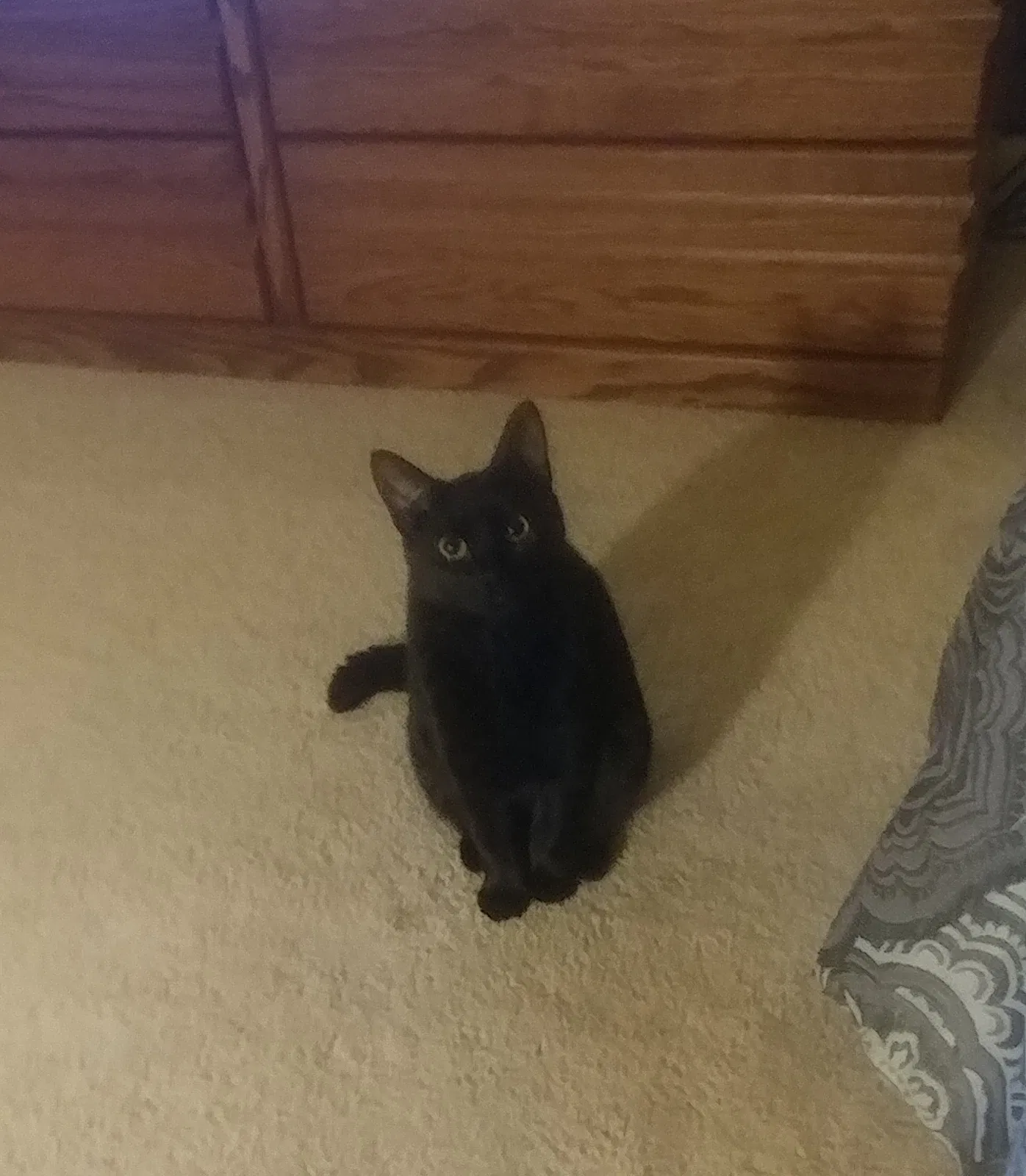 Lost cat in Cincinnati, OH, 45204