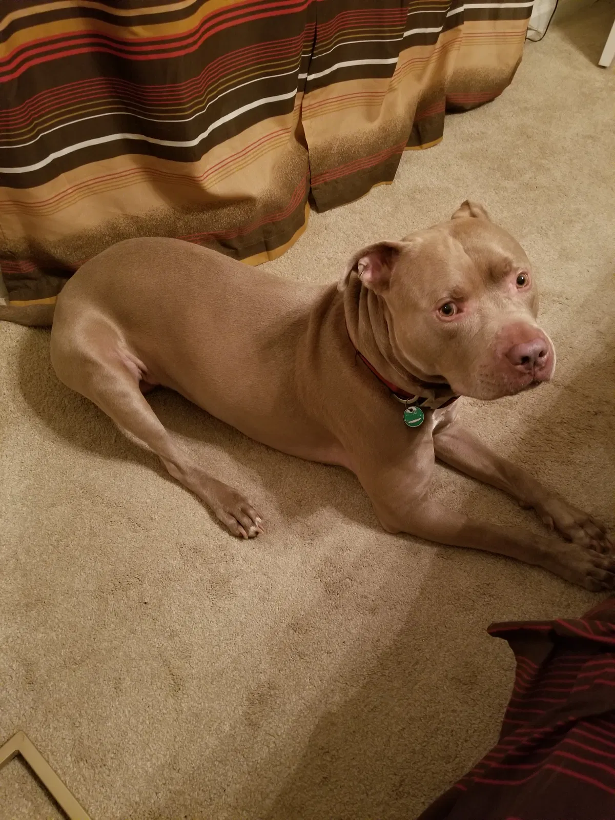 Lost dog in Charlotte, NC, 28269