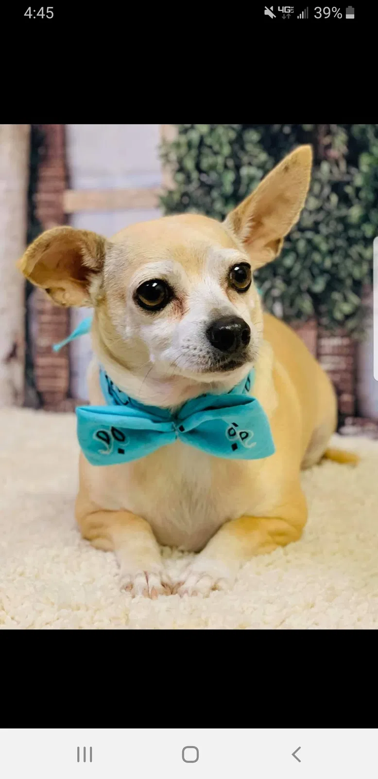 Lost dog in Asheboro, NC, 27205