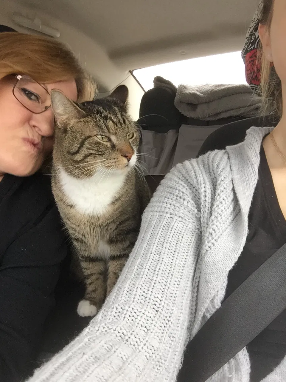 Lost cat in El Paso, TX, 79925