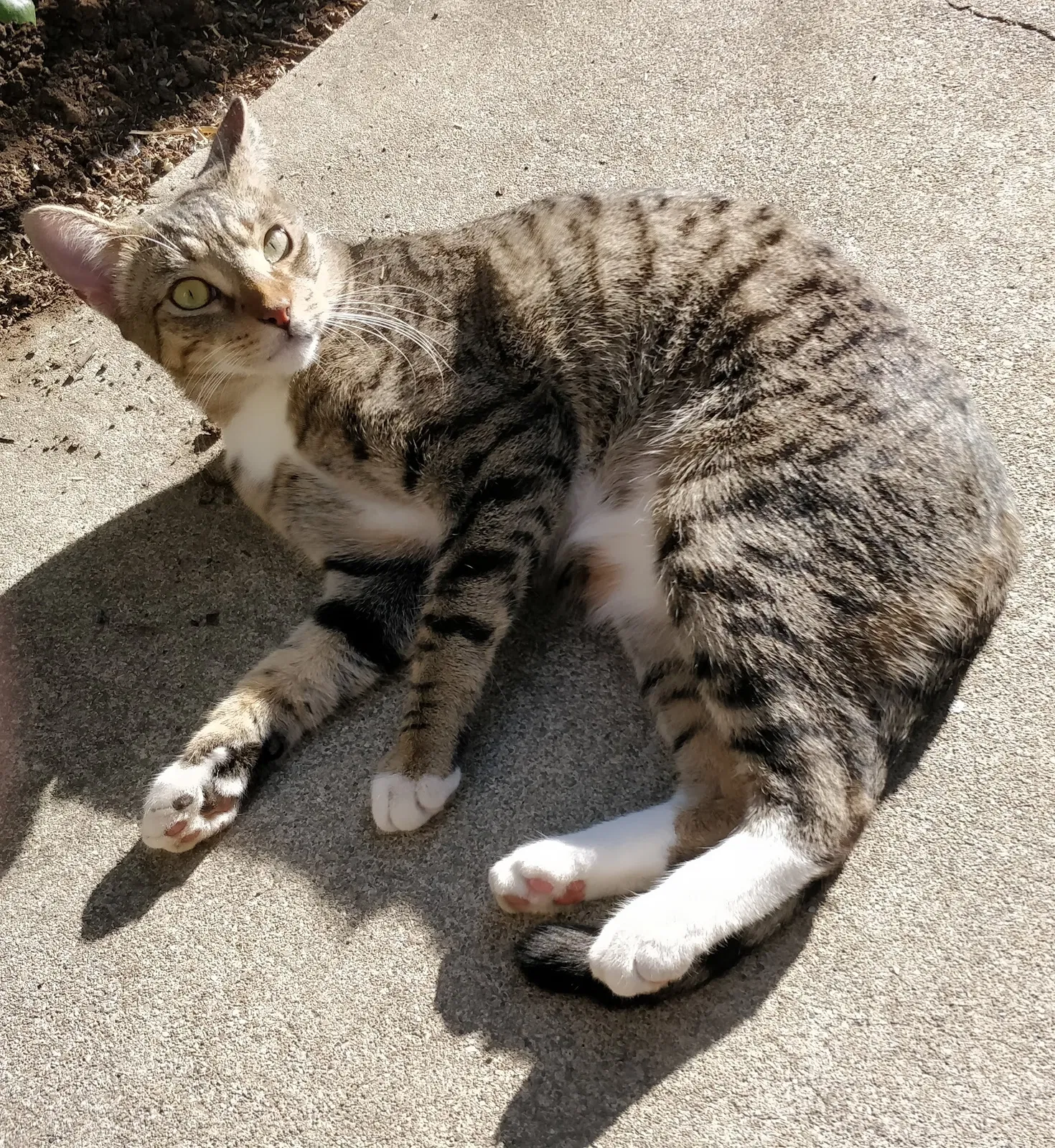 Lost cat in Hayward, CA, 94544