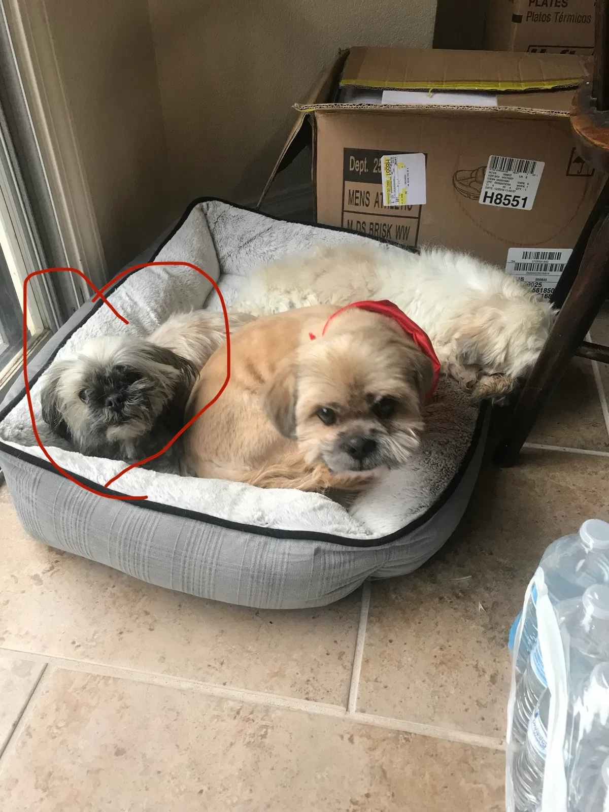 Lost dog in El Paso, TX, 79936