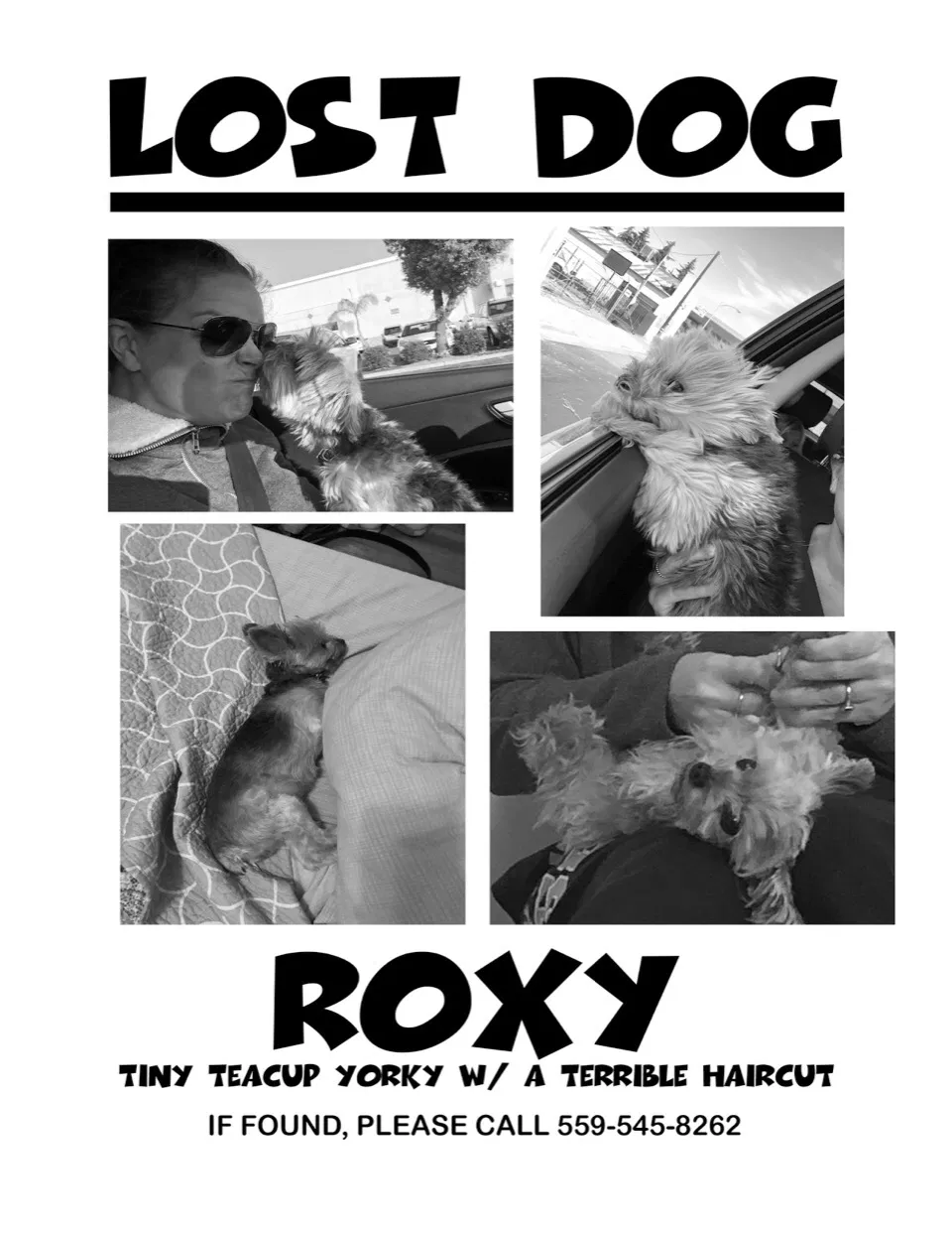 Lost dog in Fresno, CA, 93728