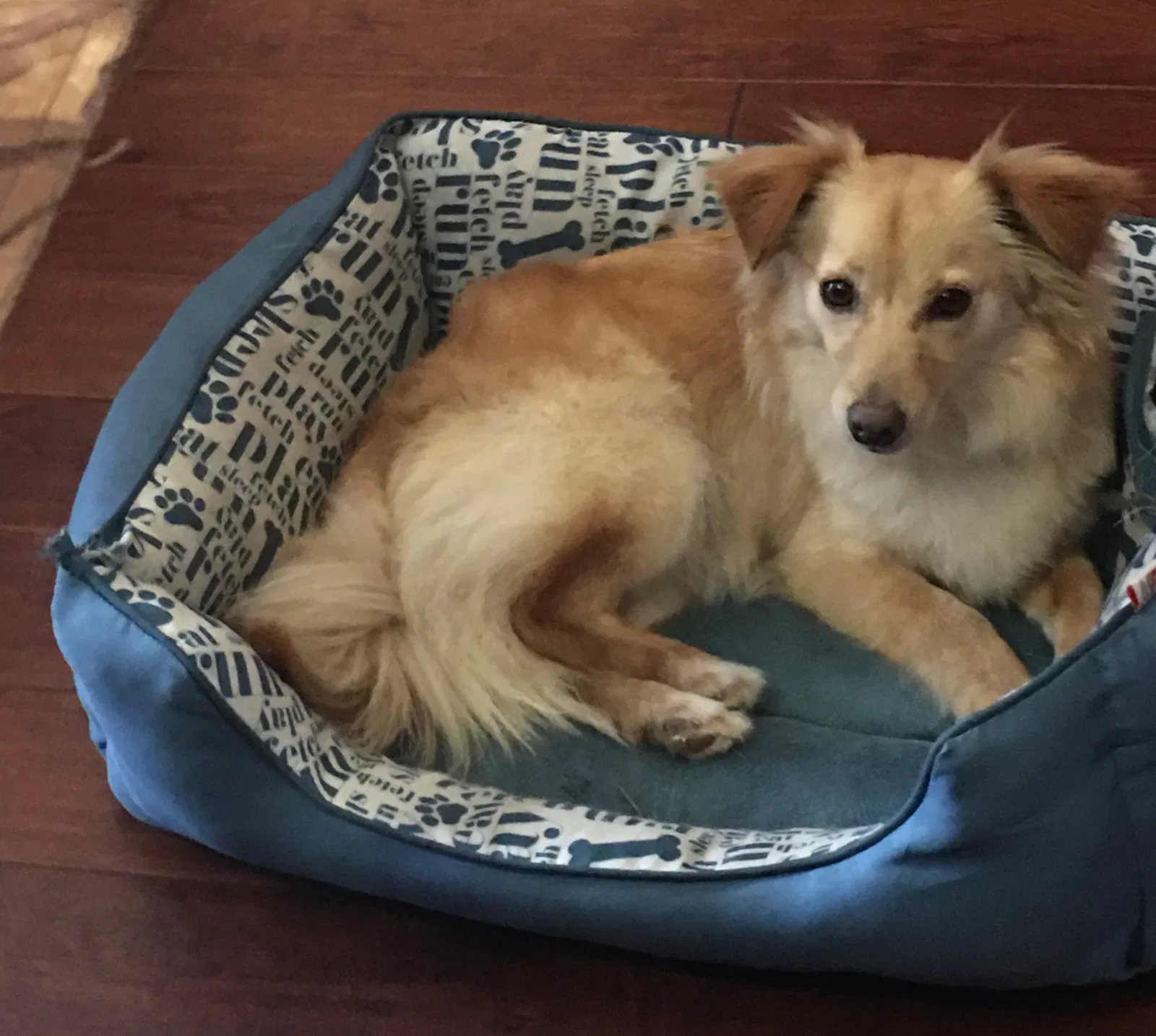Lost dog in Bakersfield, CA, 93312