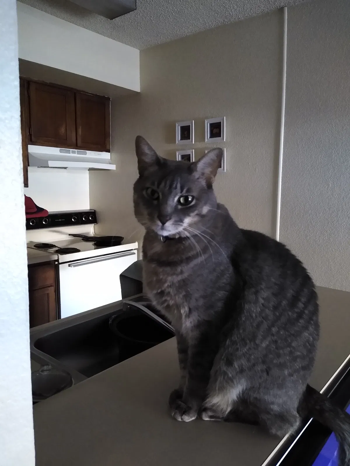 Lost cat in El Paso, TX, 79936