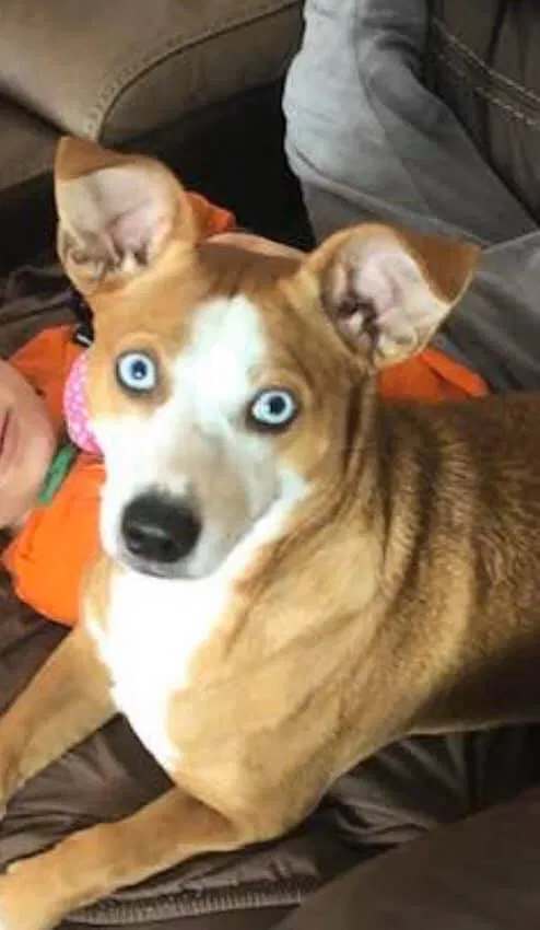 Lost dog in Holiday, FL, 34690