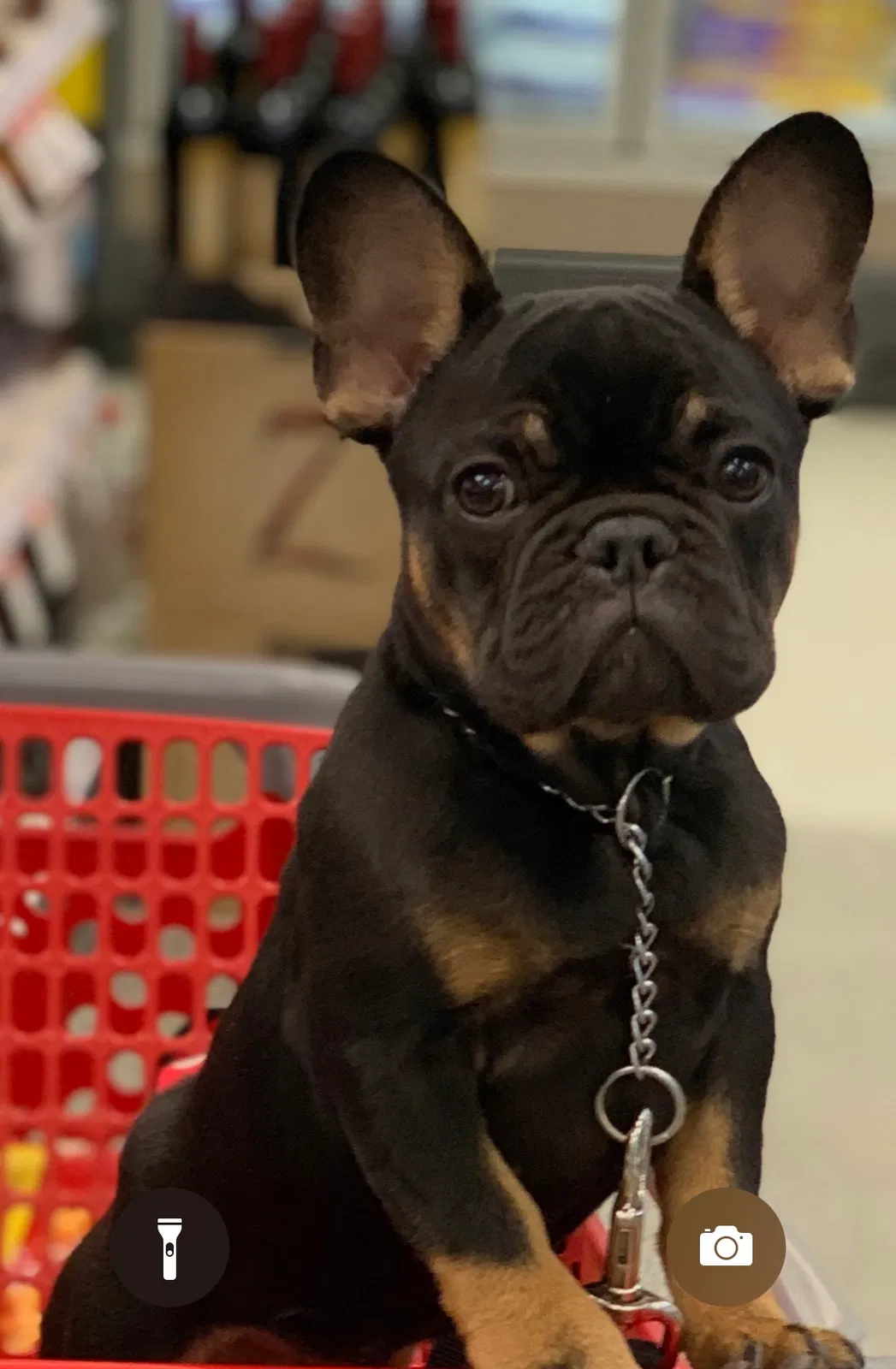 Lost dog in Pasadena, CA, 91101