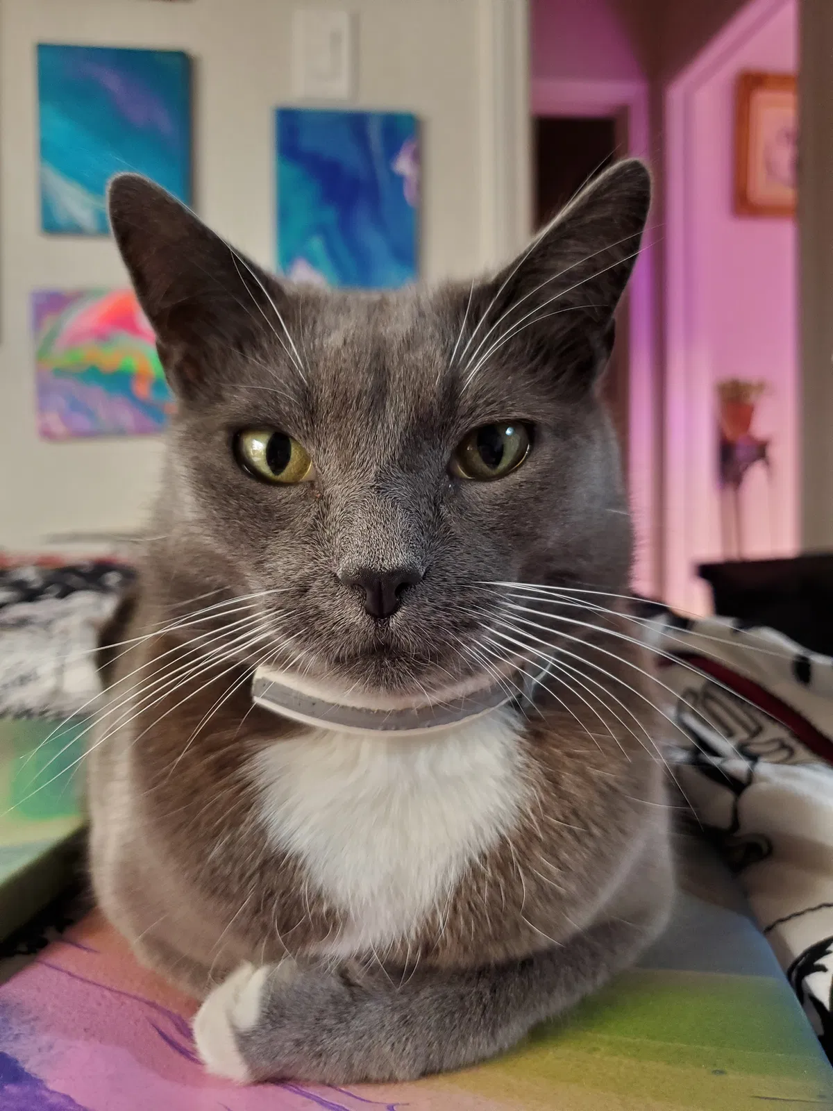 Lost cat in Duarte, CA, 91010
