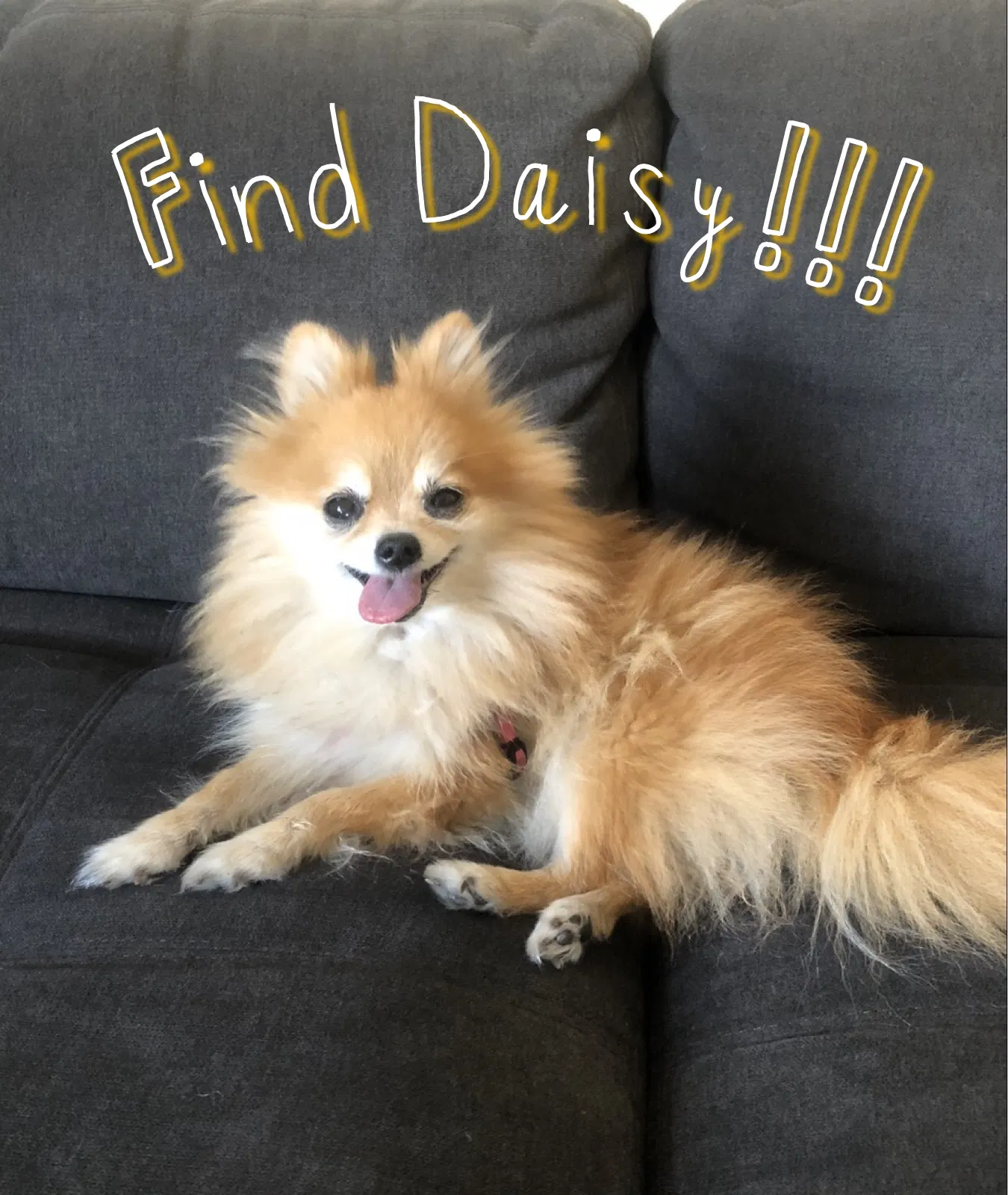 Lost dog in San Francisco, CA, 94112