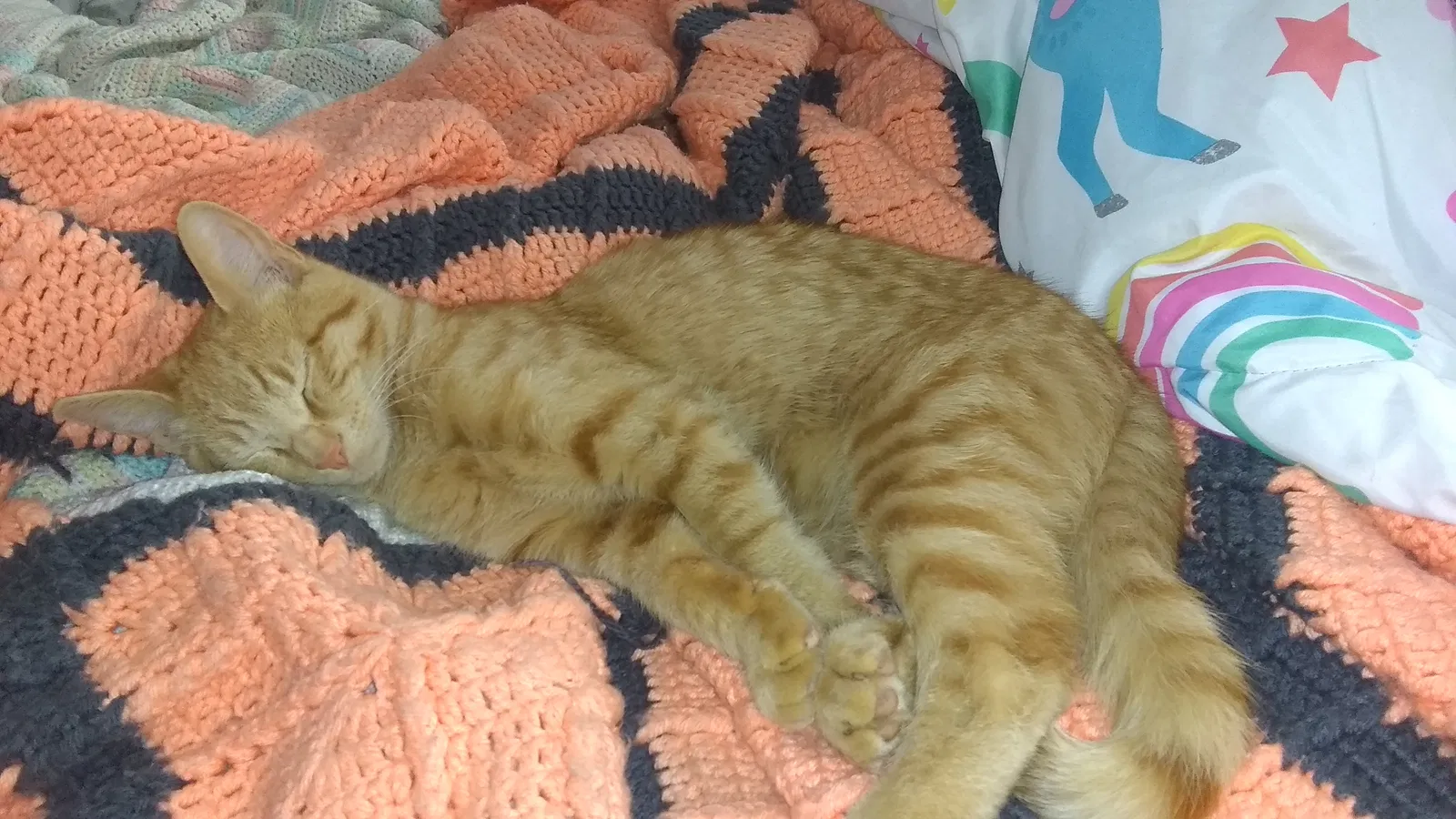 Lost cat in Lisle, IL, 60532