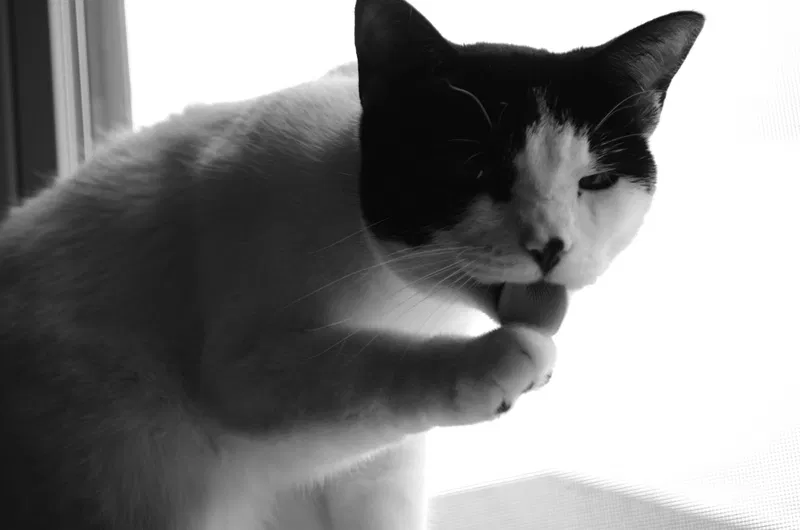 Lost cat in Killeen, TX, 76549