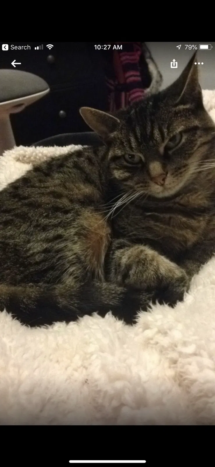 Lost cat in Tucson, AZ, 85719
