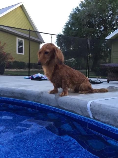 Lost dog in Monticello, FL, 32344