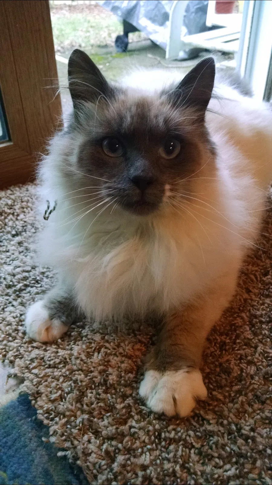 Lost cat in Silverton, OR, 97381