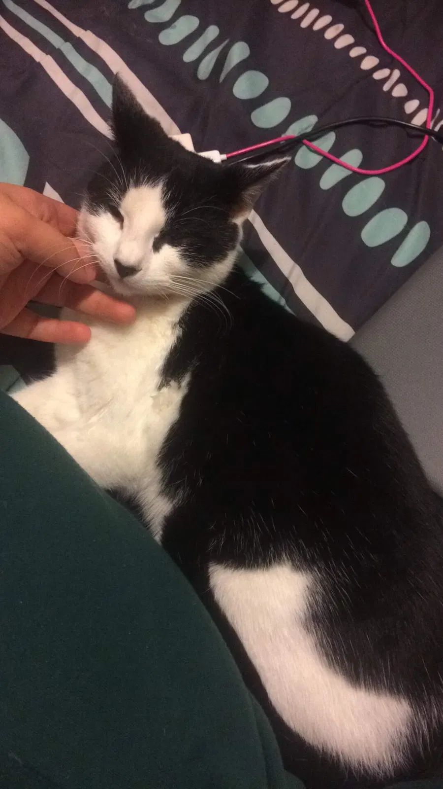 Lost cat in Topeka, KS, 66614
