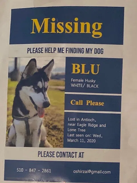 Lost dog in Antioch, CA, 94509
