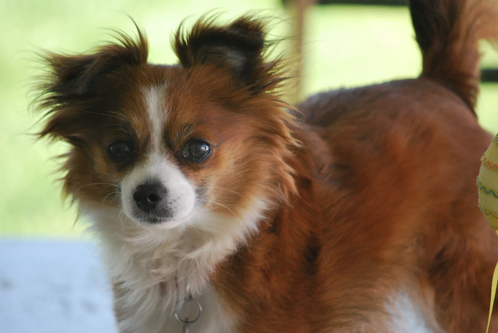 Lost dog in Anaheim, CA, 92804
