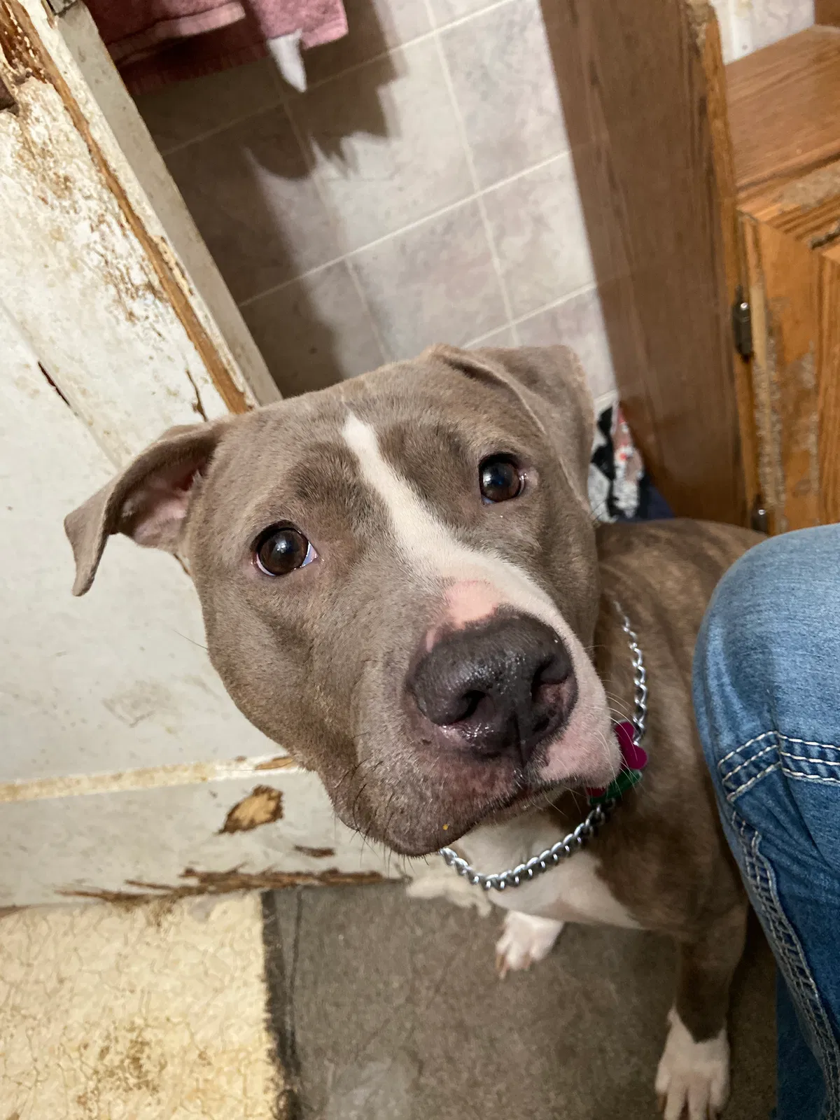 Lost dog in Toledo, OH, 43605
