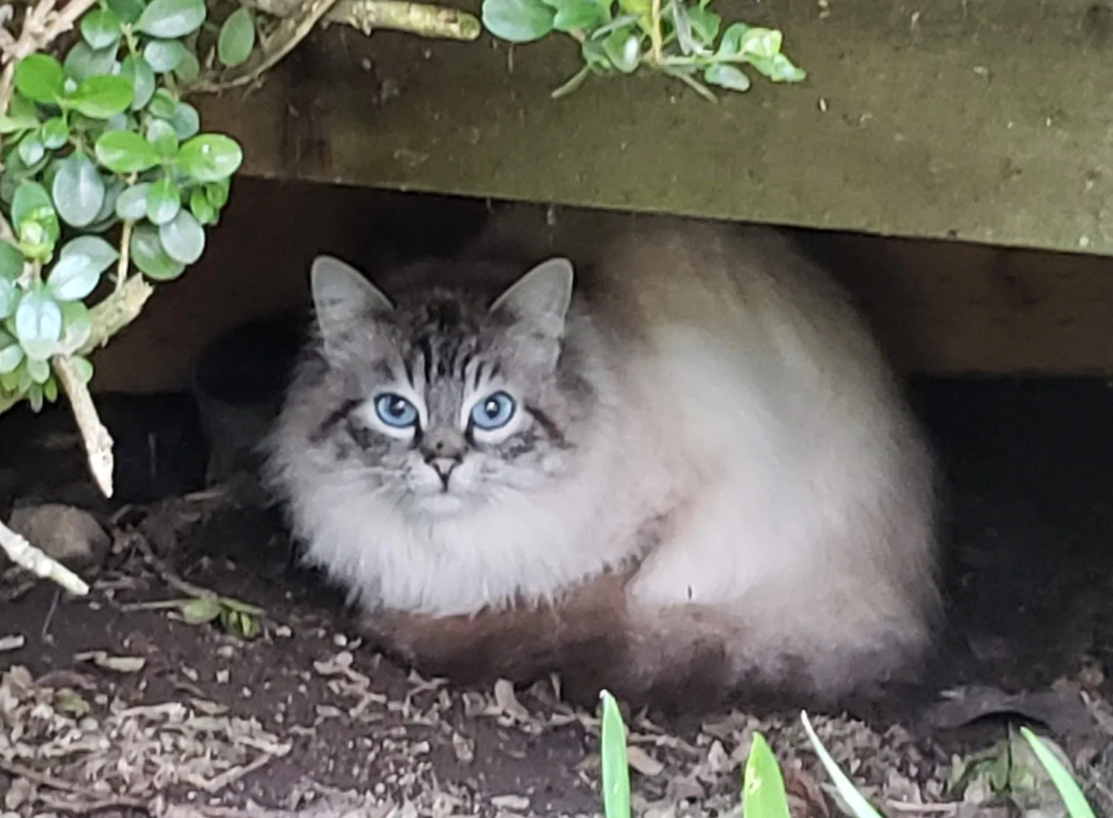 Found cat in Seattle, WA, 98103