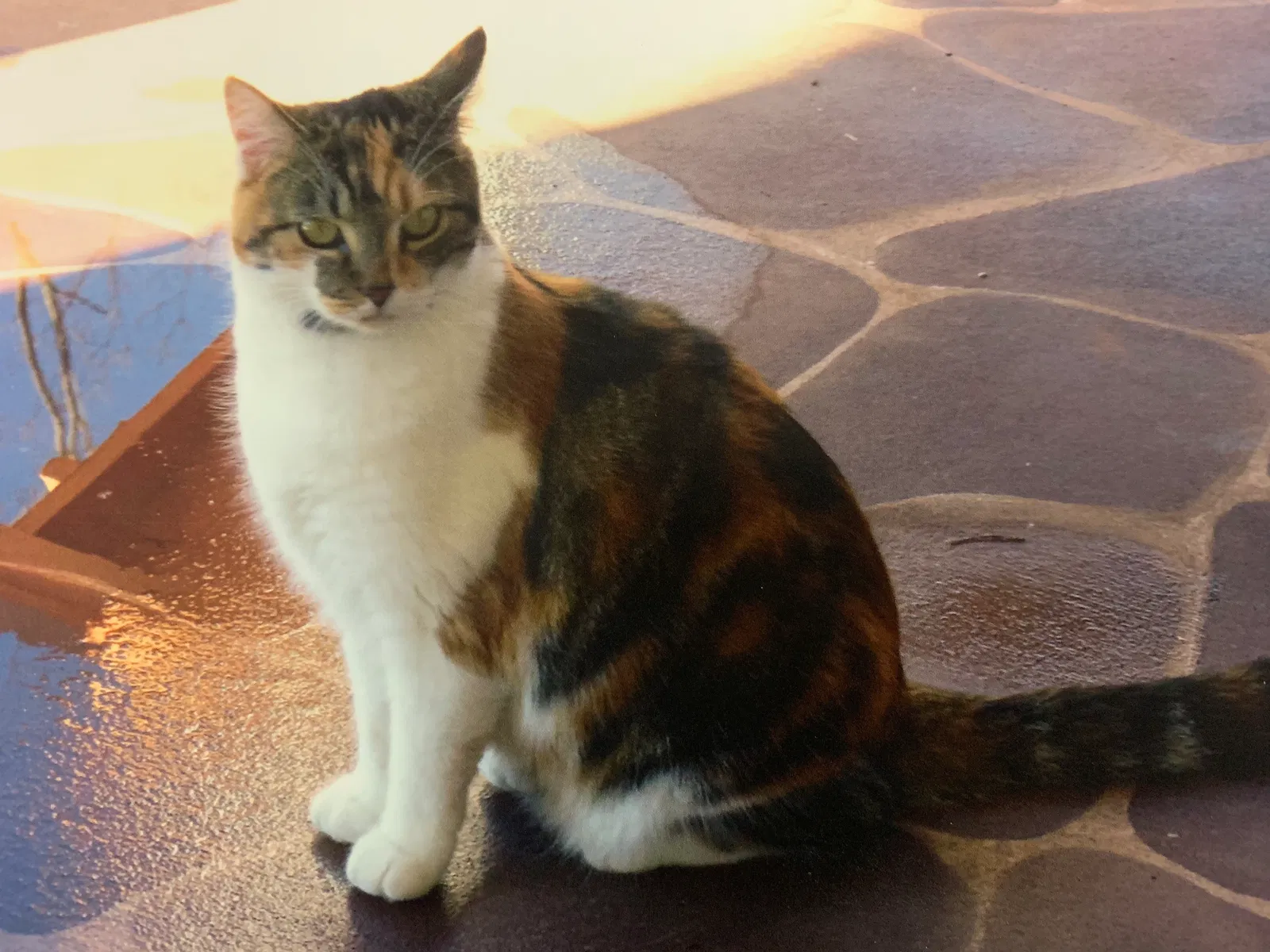 Lost cat in Hudson, NC, 28638