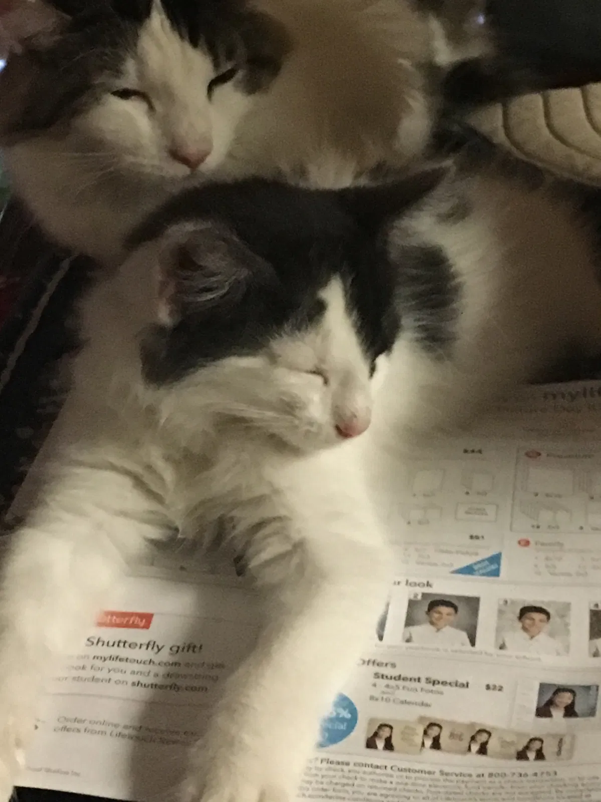 Lost cat in Fairfield, CA, 94534