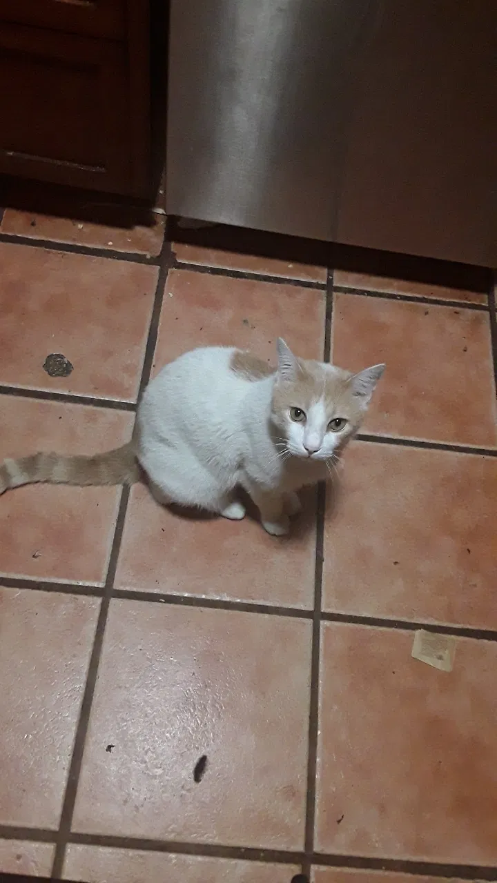 Lost cat in Brooklyn, NY, 11221